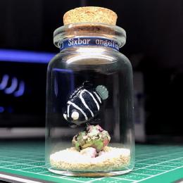 ボトル・フィギア®　ロクセンヤッコ幼魚B