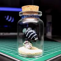 ボトル・フィギア®　ロクセンヤッコ幼魚B